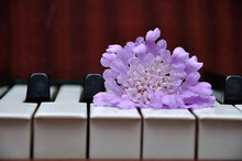 A Purple Flower Displayed On Top Of Piano Keys