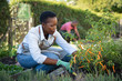 © Rido - African woman grows plants in the garden