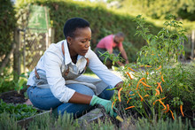 African Woman Grows Plants In The Garden