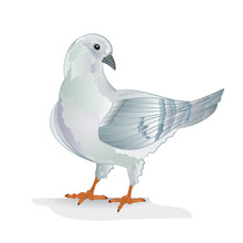 White Pigeon Dove Breeding Bird   Domestic Breeds Sports Bird On White Background Vintage   Vector  Animals Illustration For Design Editable Hand Draw