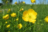 Beautiful buttercup flowers in the meadow, closeup