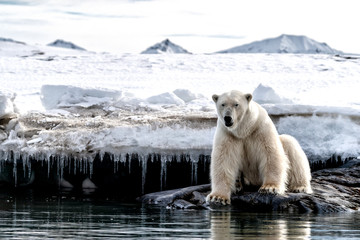 Wall Mural - adult male polar bear at the ice edge in svalbard