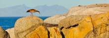 EGYPTIAN GOOSE - OCA DEL NILO (Alopochen Aegyptiacus), False Bay, South Africa, Africa