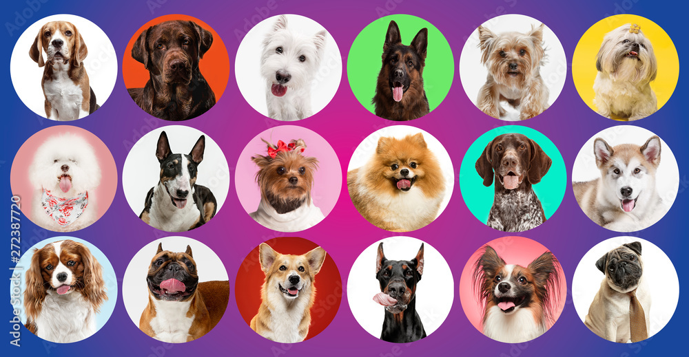 Young dogs are posing. Cute doggies or pets are looking happy isolated on colorful or gradient background. Studio photoshots. Creative collage of different breeds of dogs. Flyer for your ad. - obrazy, fototapety, plakaty 