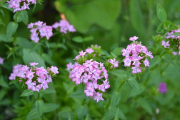 Carnation is a beautiful flowering, bright plant that will be the perfect decoration of any garden.