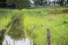 Farmland And Meadows In The Zuidplaspolder At Nieuwerkerk Aan Den IJssel, One Of The Lowest Parts Of Europ With 21 Ft Below Sea Level