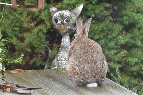 Téléchargement gratuit Images Insolite Drole Cocasse Amusant Comique Ce Lapin Regardant Une actualisé par