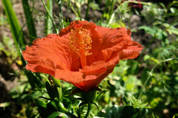 Wall Mural - Orange Hibiscus flower in Swiss cottage garden