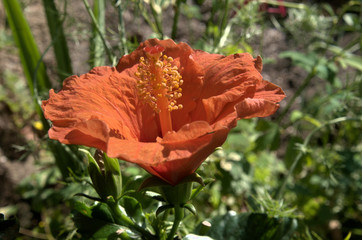 Wall Mural - Orange Hibiscus flower in Swiss cottage garden