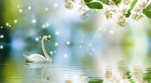Image Of Swan On The Water