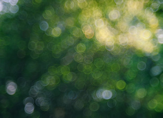 Wall Mural - natural green blurred background. abstract background with bokeh defocused lights. royalty high-qual
