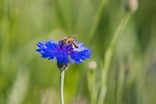  A Bee On A Blue Flower . Collects Pollen And Drink Nectar, Blue Flower With Insect