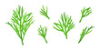 Set of isolated dill sprigs