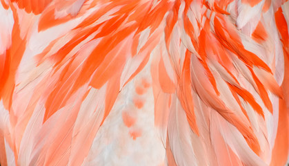 Gentle and fascinating abstract texture of pink and white feathers on the back of a wild flamingo