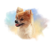 Pomeranian Dog. Illustration Of A Handsome Puppy On Watercolor Background. Cute Spitz. Small Lap Dog Breeds. Hand Drawn Portrait. Watercolor Animal Art Collection: Dogs. Good For Print T-shirt, Banner