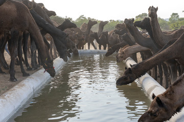 Wall Mural - Camels drink water in desert Thar during Pushkar Camel Fair, Rajasthan, India