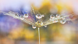 Fototapeta Łazienka - water droplets on the salsify flower