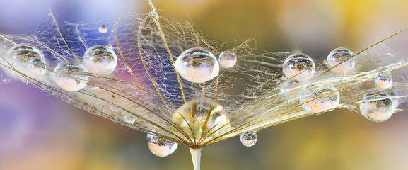 water droplets on the salsify flower