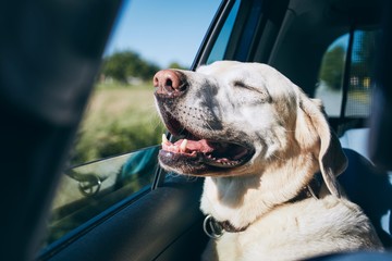 Dog enjoying from traveling by car