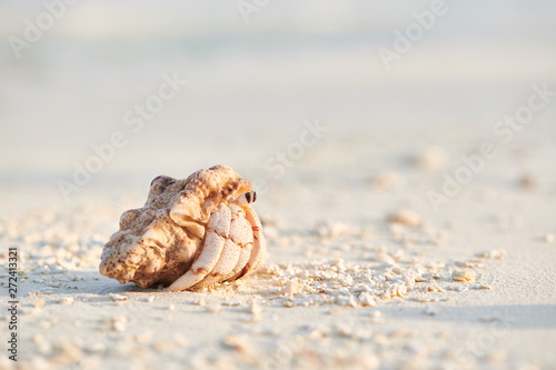 Fotografía Hermit crab on a beach at Maldives