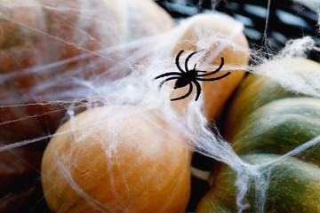 spider on a web