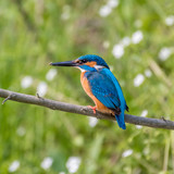 Fototapeta Zwierzęta - Isolated close up of a single king fisher bird in the wild- Danube Delta Romania