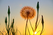 Large red-seeded dandelion (Taraxacum erythrospermum) at sunset, with warm yellow light in the background.