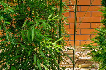 Wall Mural - Evergreen graceful green leaves bamboo Phyllostachys aureosulcata on brick wall background. Natural sunlight. Selective focus.