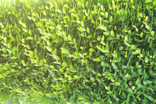 Abstract Summer Background Of Sunlit Green Leaves