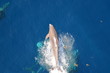 © Mariusz - Bottle-nose Dolphin, Tursiops truncatus,  jumping out of the water, Atlantic ocean