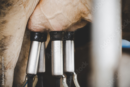 Fotografía Cow milking facility and mechanized milking equipment