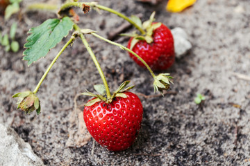 Strawberries ripen on garden. Juicy ripe strawberry.