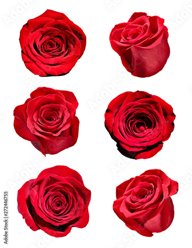 flower rose petal blosspm background