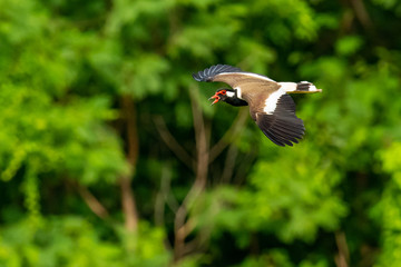 Red-Wattled Lapwing in flight with blur green tree  background