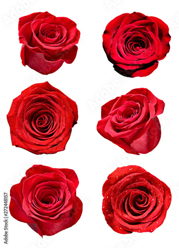 flower rose petal blosspm background