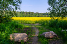 View Of The Trail Leading To The Yellow Flowering Field Of Rapeseed In June