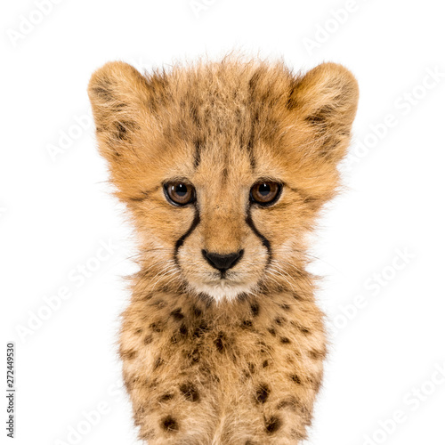 Fotografía Close-up on a facing three months old cheetah cubs, isolated
