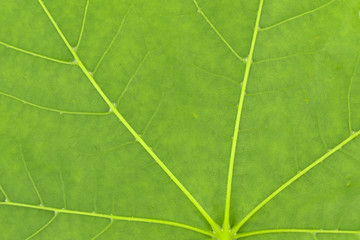 Green leaves closeup background texture, macro