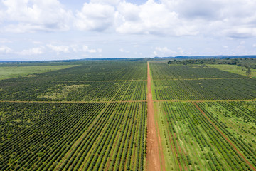 Highland coffee plantation at Paksong, Lao PDR