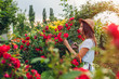 Senior woman gathering flowers in garden. Middle-aged woman smelling and cutting roses off. Gardening concept