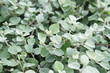Silver helichrysum or licorice plant or helichrysum petiolare green foliage background