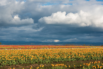 Wall Mural - Overcast stormy weather clouds over vibrant field of tulips in Oregon