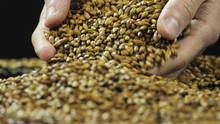 Close-up Hands Are Mixed To Dry And Sort Caramelized Malt Or Barley For Making Craft Beer And Whiskey Or Bread. The Concept Of Organic And Healthy Products 59.94 Fps 4k