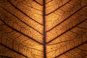 Texture of a dried leaf