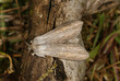 Cucullia umbratica (LINNAEUS, 1758) Schatten-Mönch 03.06.2011 DE , Traben-Trarbach , MoselSONY DSC