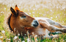 Little Foal Having A Rest In The Green Grass