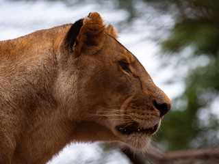 Wall Mural - Lioness in Conservation Area, Eastern Africa