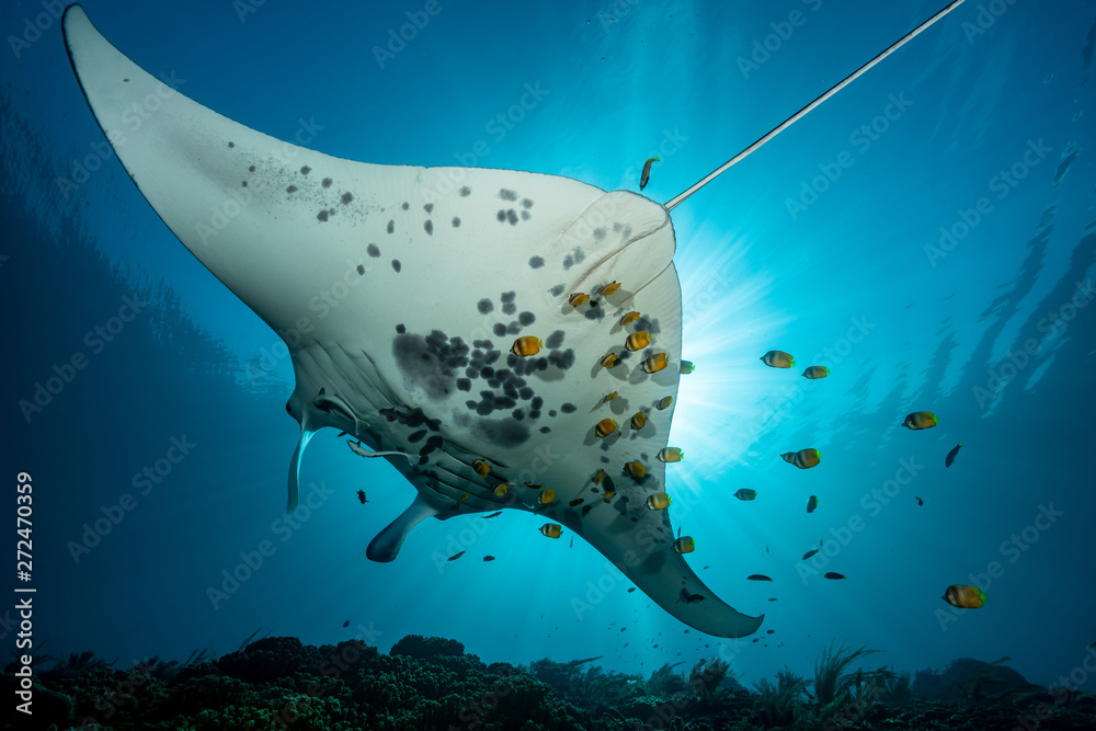 Black and white reef manta ray flying around a cleaning station in cristal blue water - obrazy, fototapety, plakaty 