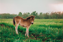 Foal Shetland Pony In A Green Meadow