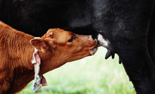Cute Jersey Calf Drinking From His Mother Udder On Grass